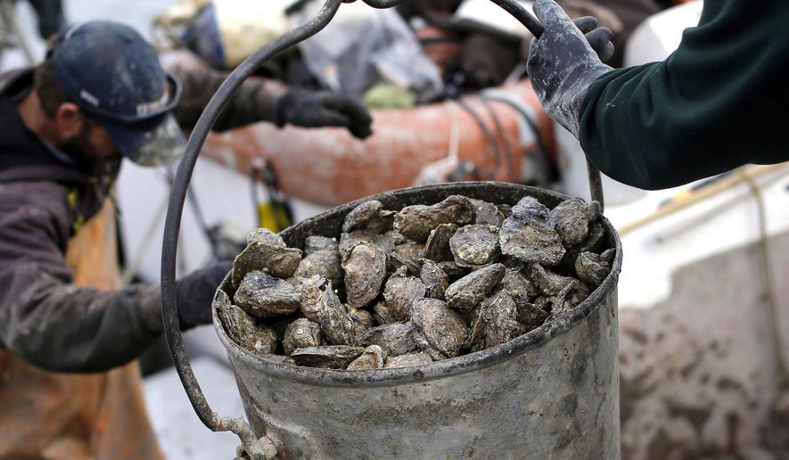FILE - In this Dec. 20, 2013 file photo, oysters are unloaded on Deal Island, Md. Researchers outlined in a report published in February 2017, that a new strain of disease-causing bacteria has been found thriving along the Atlantic Coast which can contaminate oysters or other shellfish. (AP Photo/Patrick Semansky, File)