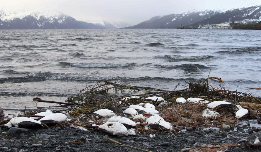 FILE - In this Jan. 7, 2016 file photo, dead common murres lie washed up on a rocky beach in Whittier, Alaska. A year after tens of thousands of common murres, an abundant North Pacific seabird, starved and washed ashore on beaches from California to Alaska, researchers have pinned the cause to unusually warm ocean temperatures that affected the tiny fish they eat.(AP Photo/Mark Thiessen, File)