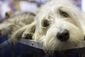 dog_show_cats_and_dogs_92639.jpg