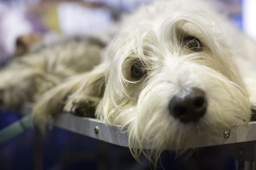 Rowan, a Petit Basset Griffon Vendéen,is seen during the meet the breeds companion event to the Westminster Kennel Club Dog Show, Saturday, Feb. 11, 2017, in New York. (AP Photo/Mary Altaffer)