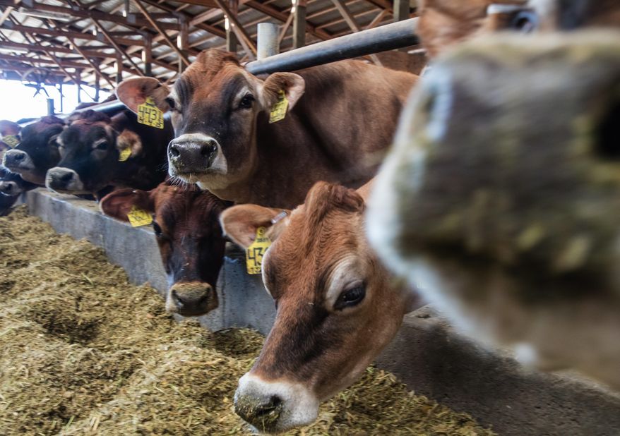 ADVANCE FOR THE WEEKEND OF FEB. 11-12 AND THEREAFTER - In a Jan. 4, 2017 photo, Jersey cows supply milk for Appel Farms, which produces many kinds of cheese, ice cream and yogurt for sale at its Cheese Shop in Ferndale, Wash. For more than two years now, Lummi Nation has been unable to reliably open its prime clam beds on its reservation for harvest because of bacterial pollution in Portage Bay near Bellingham. Now in an unusual leap of faith, tribal leaders and seven family dairy-farm operators in Whatcom County are launching a collaborative effort to clean up the bay. (Steve Ringman/The Seattle Times via AP)