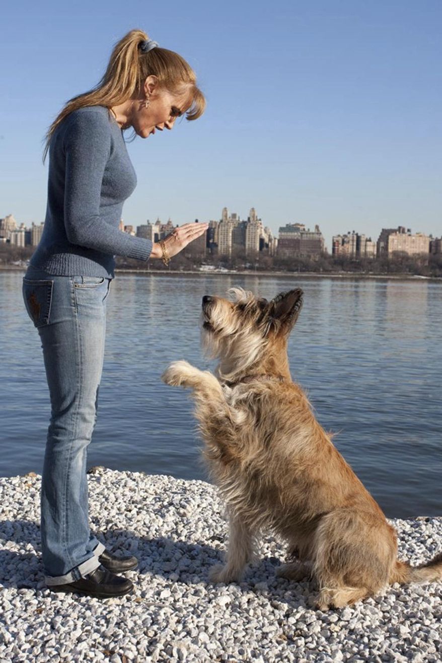 This January 2016 photo provided by Christina Potter shows Chester, a berger Picard, as Potter trains in North Bergen, N.J. Chester is competing in agility at the Feb. 2017 Westminster Kennel Club dog show and does work in films and commercials. (Christina Potter via AP)