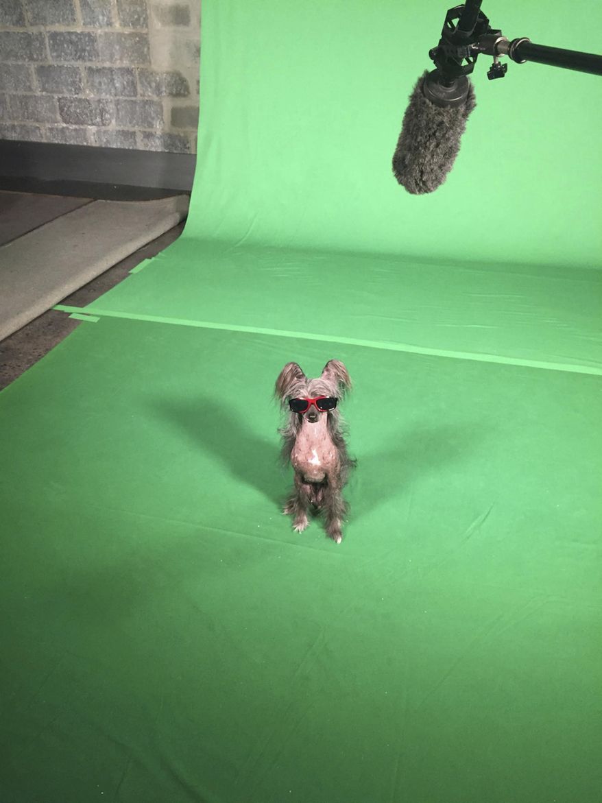 This March 24, 2016, photo provided by Christina Potter shows her female Chinese crested dog, Morgan, on the set of an advertising shoot in New Jersey. Morgan, like some other dogs appearing at Westminster Kennel Club dog show events in February 2017, also does work in movies, TV and commercials. (Christina Potter via AP)