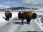 bison_migration_assist_30574.jpg