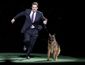 dog_show_56291.jpg
