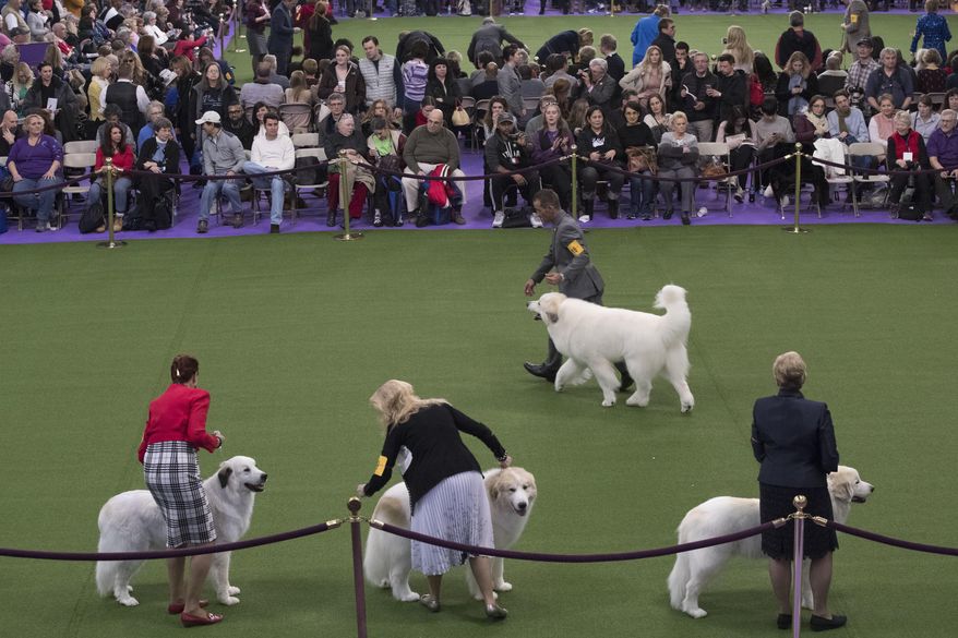Great Pyrenees compete in the ring during the 141st Westminster Kennel Club Dog Show, Tuesday, Feb. 14, 2017, in New York. (AP Photo/Mary Altaffer)