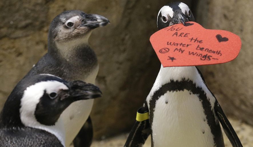 An African penguin bites into a heart shaped valentine at the California Academy of Sciences in San Francisco, Monday, Feb. 13, 2017. The valentines will be used as nesting material. (AP Photo/Jeff Chiu)