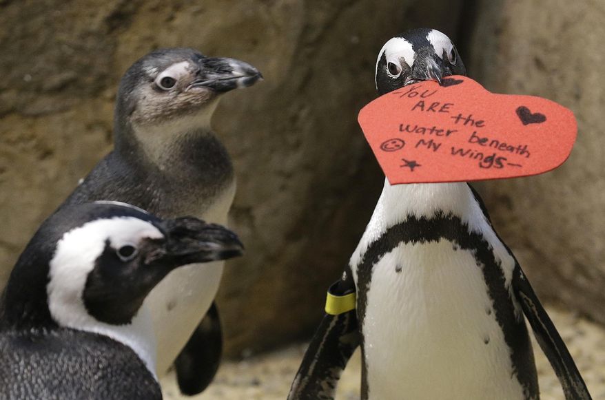 An African penguin bites into a heart shaped valentine at the California Academy of Sciences in San Francisco, Monday, Feb. 13, 2017. The valentines will be used as nesting material. (AP Photo/Jeff Chiu)