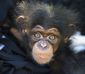 baby_chimpanzee_kansas_city_41991.jpg