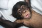 baby_chimpanzee_kansas_city_46902.jpg
