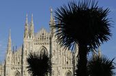 italy_milan_palm_trees_55389.jpg