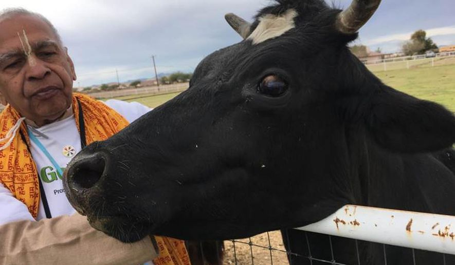 In this Sunday, Feb. 12, 2017, photo, Prayag Narayan Misra stands by Laila, a cow rescued by the Goshala cow sanctuary in San Tan Valley, Ariz. (Melissa St. Aude/Casa Grande Dispatch via AP)