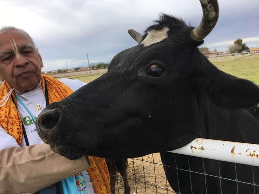 In this Sunday, Feb. 12, 2017, photo, Prayag Narayan Misra stands by Laila, a cow rescued by the Goshala cow sanctuary in San Tan Valley, Ariz. (Melissa St. Aude/Casa Grande Dispatch via AP)