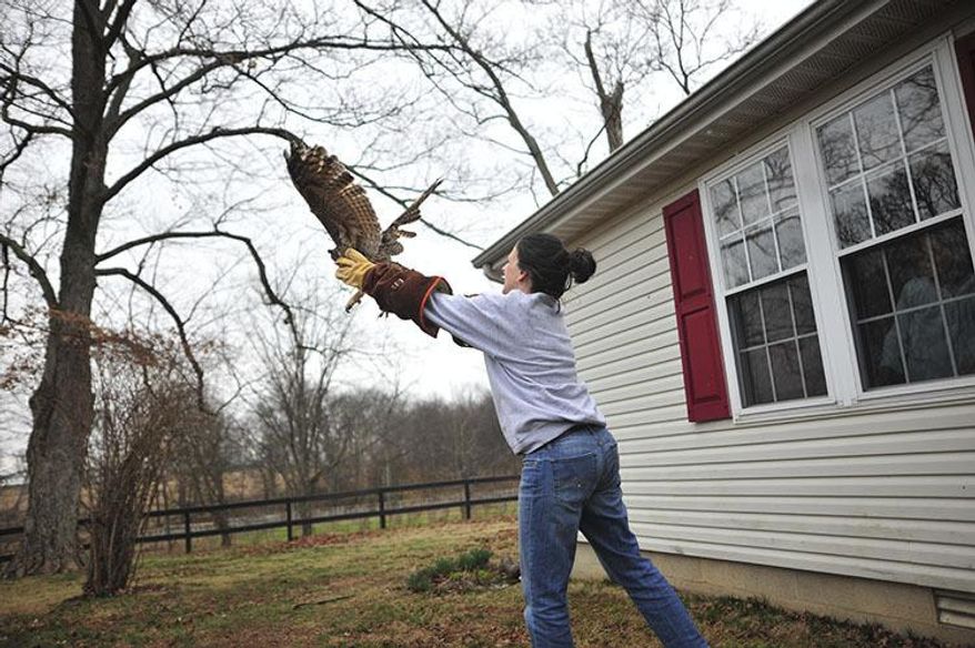 In this Tuesday, Feb. 14, 2017 photo Owen the Horned owl is released by Kristin Allen of Nurture to Nature Wildlife Rehabilitation Center,  in Pembroke, Ky. (Meredith Willse /Kentucky New Era via AP)
