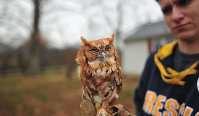 In this Tuesday, Feb. 14, 2017 photo, a screech owl stares into the camera prior to the release of Owen the Horned Owl in Pembroke, Ky. (Meredith Willse/Kentucky New Era via AP)