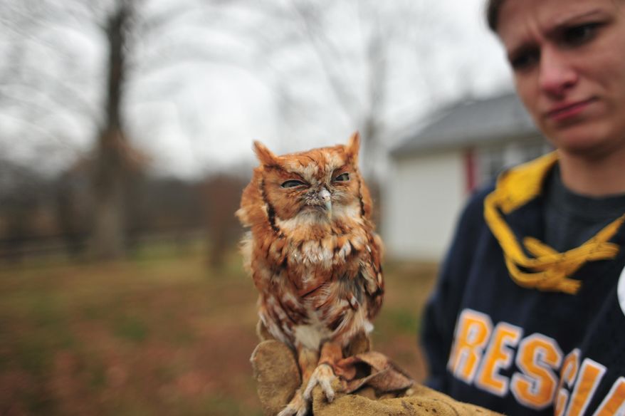 In this Tuesday, Feb. 14, 2017 photo, a screech owl stares into the camera prior to the release of Owen the Horned Owl in Pembroke, Ky. (Meredith Willse/Kentucky New Era via AP)