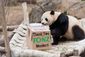 2_212017_panda-28201.jpg