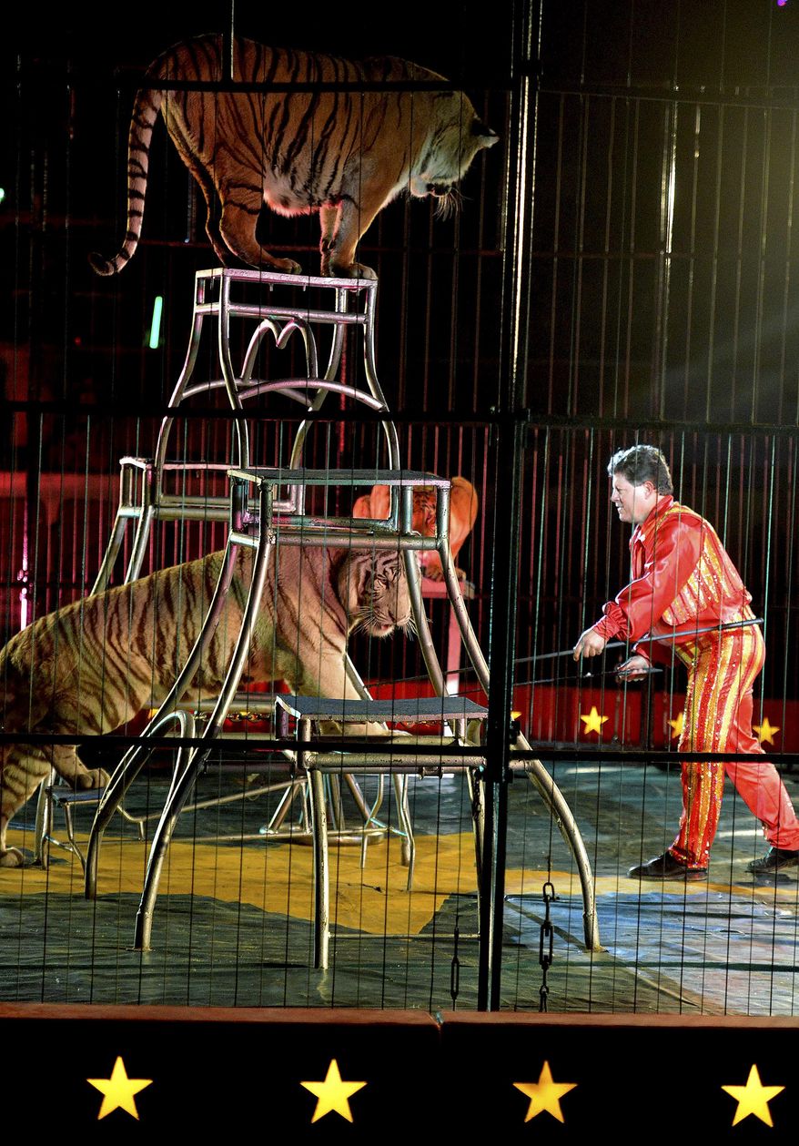 In this May 1, 2014 photo, tigers perform at the opening night of the Melha Shrine Circus at the Eastern States Coliseum in West Springfield, Mass. After earning praise from animal rights groups for dropping animal performances in 2016, the Melha Shrine Circus will bring back the animal acts for seven performances over four days in May 2017. (David Molnar/The Republican via AP)