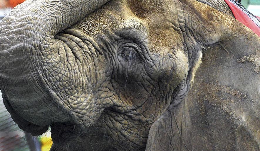 In this May 1, 2014 photo, an elephant waits to entertain the opening night crowd at the Melha Shrine Circus at the Eastern States Coliseum in West Springfield, Mass. After earning praise from animal rights groups for dropping animal performances in 2016, the Melha Shrine Circus will bring back the animal acts for seven performances over four days in May 2017. (David Molnar/The Republican via AP)
