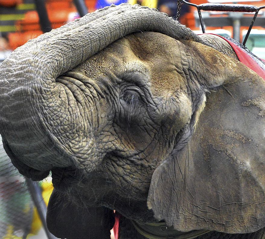 In this May 1, 2014 photo, an elephant waits to entertain the opening night crowd at the Melha Shrine Circus at the Eastern States Coliseum in West Springfield, Mass. After earning praise from animal rights groups for dropping animal performances in 2016, the Melha Shrine Circus will bring back the animal acts for seven performances over four days in May 2017. (David Molnar/The Republican via AP)