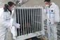 china_us_panda_29376.jpg