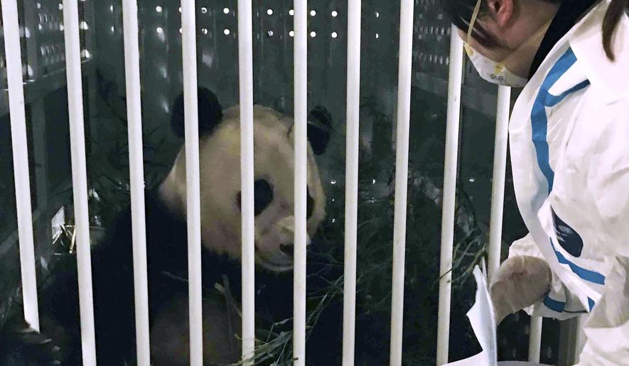 In this Wednesday, Feb. 22, 2017 photo released by Xinhua News Agency, a staff member of Sichuan Entry-Exit Inspection and Quarantine Bureau checks the condition of giant panda Bao Bao upon her arrival at Chengdu Shuangliu International Airport in Chengdu, the capital of southwest China&#39;s Sichuan Province. Bao Bao, an American-born panda cub, arrived in China on Wednesday evening after leaving the National Zoo in Washington. (Liu Kun/Xinhua via AP)
