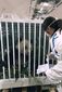 china_us_panda_99774.jpg