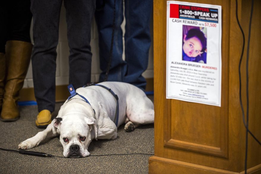 Zeus, a nearly 4-year-old boxer, lays down alongside a poster that features deceased owner Alexandra Brueger as family members speak out for the first time during a Crime Stoppers press conference Tuesday, Feb. 21, 2017 at the Rose Township Hall, in Mich., seeking any information or answers in the death of Brueger, who was fatally shot four times in the back during a July 31 afternoon jog in the 11000 block of Fish Lake Road. (Jake May /The Flint Journal-MLive.com via AP)