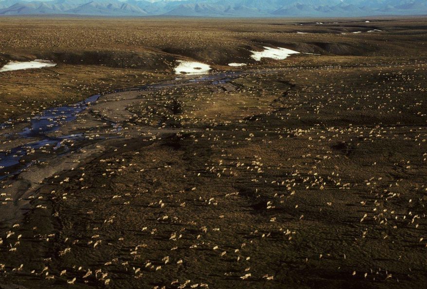 This undated aerial photo provided by U.S. Fish and Wildlife Service shows a herd of caribou on the Arctic National Wildlife Refuge in northeast Alaska. Petroleum drilling in Alaska&#x27;s Arctic National Wildlife Refuge was not a consideration under President Barack Obama but it&#x27;s getting renewed attention under the new administration. Alaska Sen. Lisa Murkowski and other members of the state’s congressional delegation are pushing legislation to allow drilling in the coastal plain of the refuge. (U.S. Fish and Wildlife Service via AP) ** FILE **
