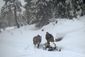 hardy_horse_02915.jpg