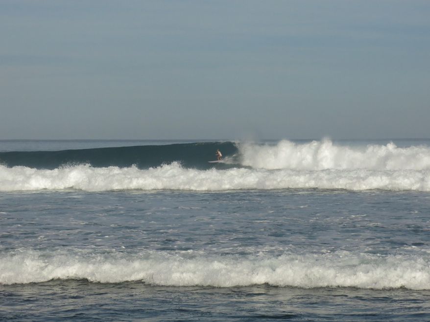 In this Feb. 16, 2017 photo, a surfer catches a wave in Wilderness Beach, in Aguadilla, a lush corner in northwest Puerto Rico that has remained largely untouched since Christopher Columbus landed there in his second voyage to the New World. Developers want to build in Wilderness Beach, which provides habitat for endangered coral and sea turtles and is a place where many on the island, not just surfers, want to make a stand. (AP Photo/Danica Coto)