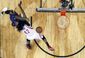rockets_pelicans_basketball_63206.jpg
