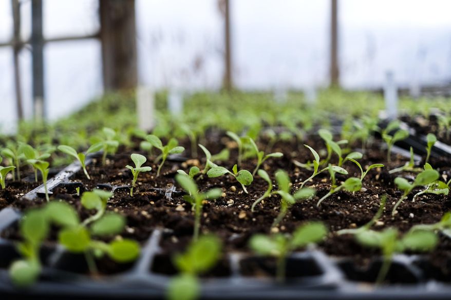 In this Monday, Feb. 13, 2017 photo, sprouting seedlings are stored in a greenhouse at Sarver Hill Farms in Greensburg, Pa. (Christian Tyler Randolph /Pittsburgh Tribune-Review via AP)