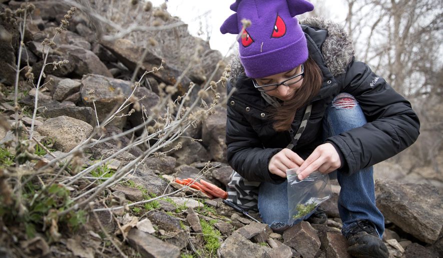 In this Saturday, Feb. 18, 2017 photo, Rachel Arreguin, 23, collects a sample of moss for wildcrafting at Rock Creek Park in Twin Falls, Idaho. Walking alongside her were six other members of the Magic Valley Pagans. Pagans, atheists and humanists form social groups to reach like-minded individuals. (Pat Sutphin/The Times-News via AP)