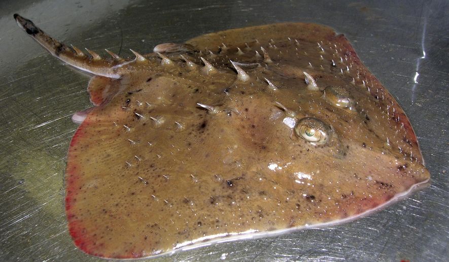 FILE - This undated photo released by the National Oceanic and Atmospheric Administration shows a thorny skate, a bottom-dwelling fish whose habitat in the In the north Atlantic Ocean ranges from Greenland to South Carolina. The federal government says the thorny skate will not be listed under the Endangered Species Act. Environmental groups argued that the thorny skate's decline in the northwest Atlantic Ocean was considerable enough to afford it protections set aside for endangered animals. But the National Marine Fisheries Service says it disagrees.(T. Curtis/National Oceanic and Atmospheric Administration via AP)