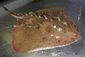 thorny_skate_73287.jpg