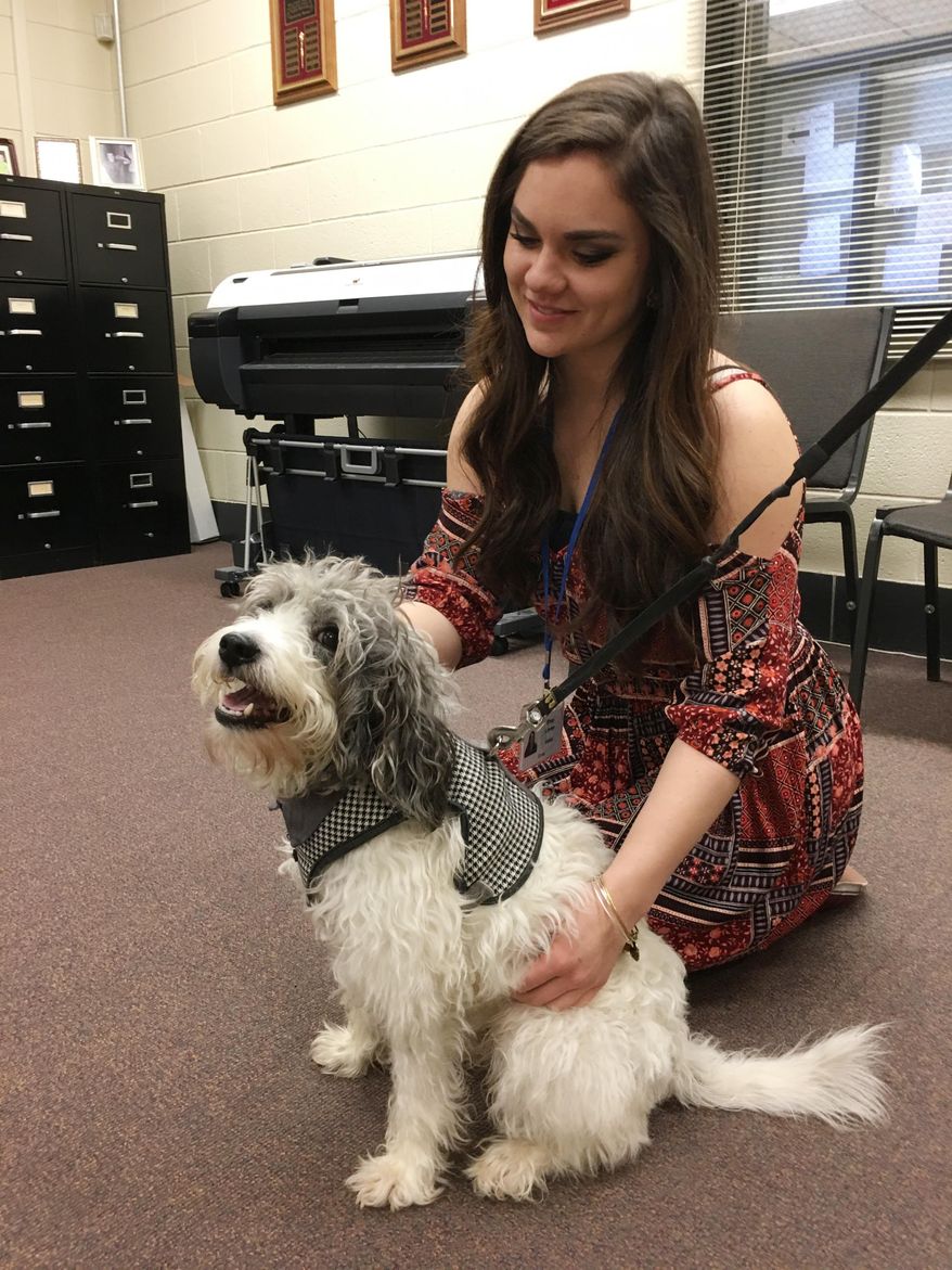 ADVANCE FOR MONDAY FEB. 27 AND THEREAFTER This Tuesday Feb.21, 2017 photo shows seventeen-year-old Shay Linder, a co-op for the Administrative Support Class at the Wood County Technical Center, with Gatsby, a seven-year-old beagle-poodle mix at the center in Parkersburg, W.Va. Gatsby was approved by the Wood County Board of Education as a therapy dog for the center. Gatsby is the fifth therapy dog serving in Wood County Schools. (Michael Erb/The News and Sentinel via AP)