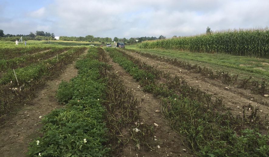 This October 2016 photo supplied by Simplot Plant Sciences shows Innate Gen. 2 potatoes surviving in a field infected with late blight disease at Michigan State University in East Lansing, Mich. Federal officials said three types of potatoes genetically engineered to resist the pathogen that caused the Irish potato famine are safe for the environment and safe to eat. (Nico Champouret/Simplot Plant Sciences via AP)