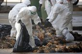 bird_flu_94898.jpg