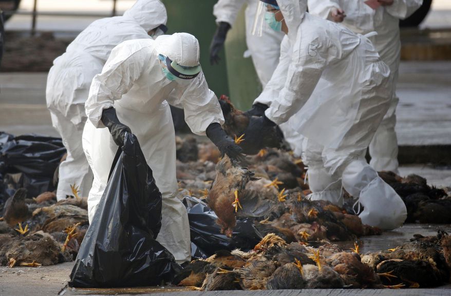 In this Wednesday, Dec. 31, 2014, file photo, health workers in full protective gear collect dead chickens killed by using carbon dioxide, after bird flu was found in some birds at a wholesale poultry market in Hong Kong. ﻿(AP Photo/Kin Cheung, file)