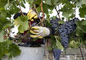 wine_grape_record_40918.jpg