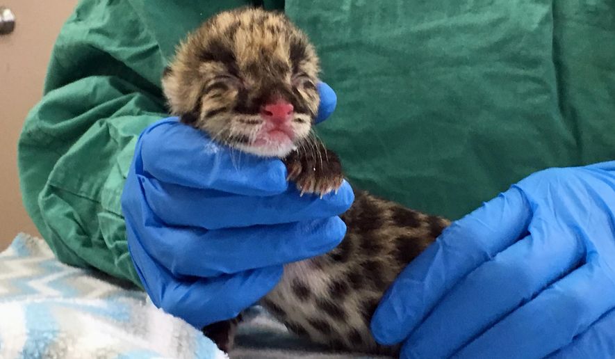 This Wednesday, March 1, 2017 photo shows a rare clouded leopard cub at the Nashville Zoo in Nashville, Tenn. Zoo officials say the cub was the first clouded leopard to be conceived through artificial insemination with cryopreserved sperm. (AP Photo/Sheila Burke)