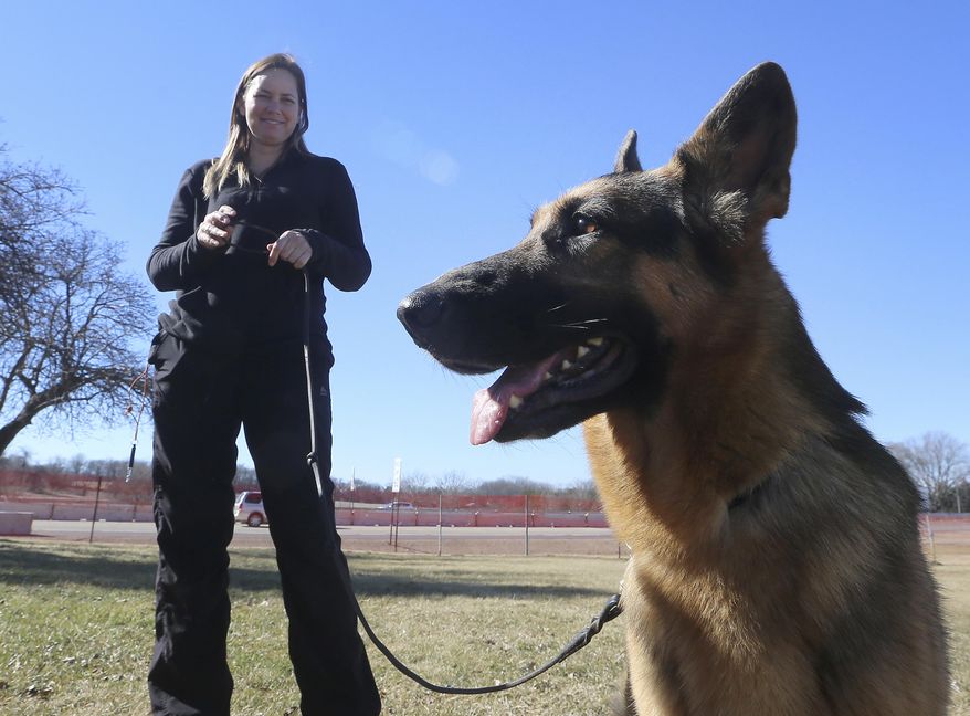 ADVANCE FOR MARCH 4-5 AND THEREAFTER - In a Tuesday, Feb. 21, 2017 photo, Rumor, a German shepherd named Best in Show at the 2017 Westminster Kennel Club Show, explores the outdoors with Liz Oster, partner of the dog's part-owner and handler Kent Boyles, at their property near Edgerton, Wis. (John Hart/Wisconsin State Journal via AP)