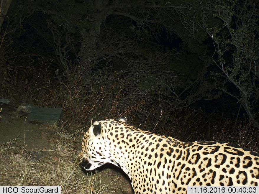 This Nov, 16, 2016 photo provided by the U.S. Fish and Wildlife Service shows a Jaguar photographed by a motion-detection cameras in the Dos Cabezas Mountains in southern Arizona. Wildlife officials say they have evidence of a rare jaguar sighting in the United States. The U.S. Fish and Wildlife Service released a photo Thursday, March 2, from a trail camera that was taken in November and recently retrieved. (BLM/U.S. Fish and Wildlife Service via AP)