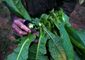 cuba_tobacco_bumper_crop_photo_gallery_42358.jpg