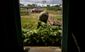 cuba_tobacco_bumper_crop_photo_gallery_49841.jpg