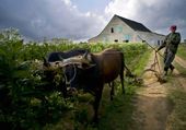 cuba_tobacco_bumper_crop_photo_gallery_71519.jpg