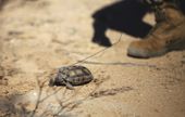 marines_tortoise_relocation_34411.jpg