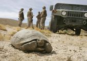 marines_tortoise_relocation_64871.jpg