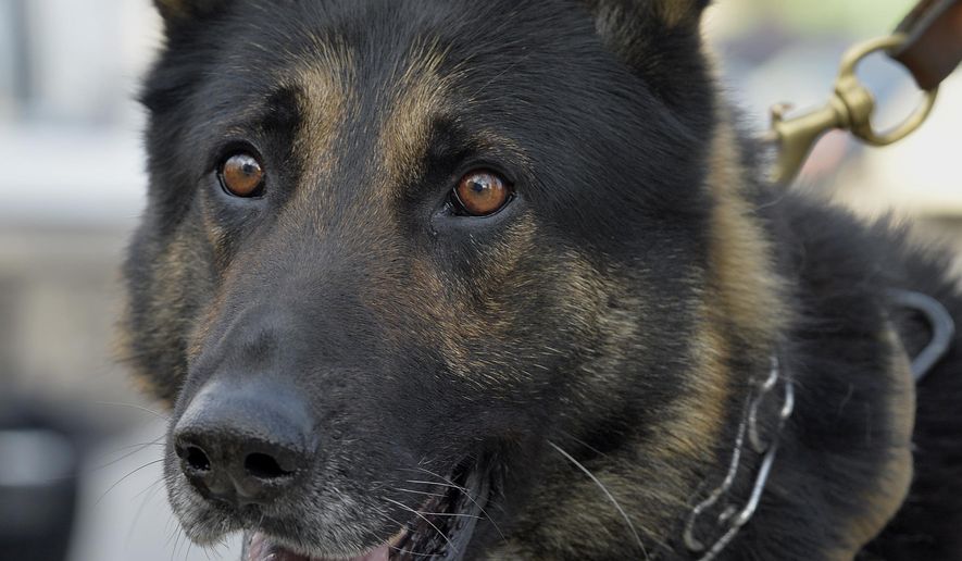 Ernie, a K-9 officer with the Covington Police Department, sits with his handler outside the Kentucky State Capitol, Wednesday, March 1, 2017, in Frankfort, Ky. Ernie was shot and wounded in the line of duty but under current state law the accused can only be charged with a misdemeanor due to the dog being able to return to duty. (AP Photo/Timothy D. Easley)